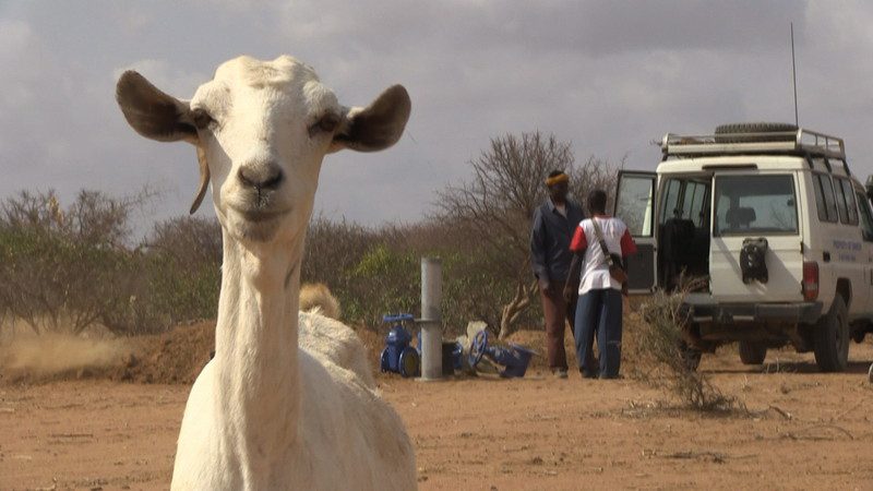 Emergency EastAfrica Perraut goat 67352