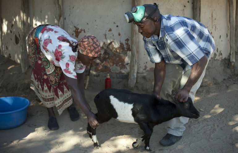 Oxfam Unwrapped recipient Americo Moses provides medical care to goats in the local community