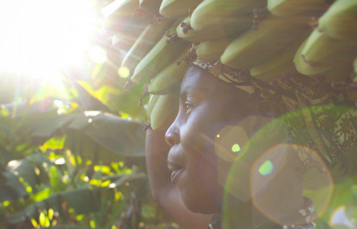 Zambia banana project 1170x500