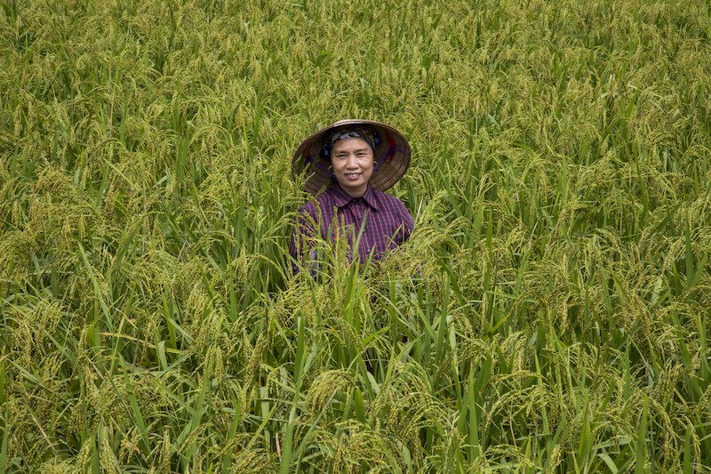 Oxfam is helping local rice farmers in Vietnam work smarter and grow more