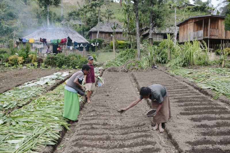 Woman sows seeds in a recently dug garden